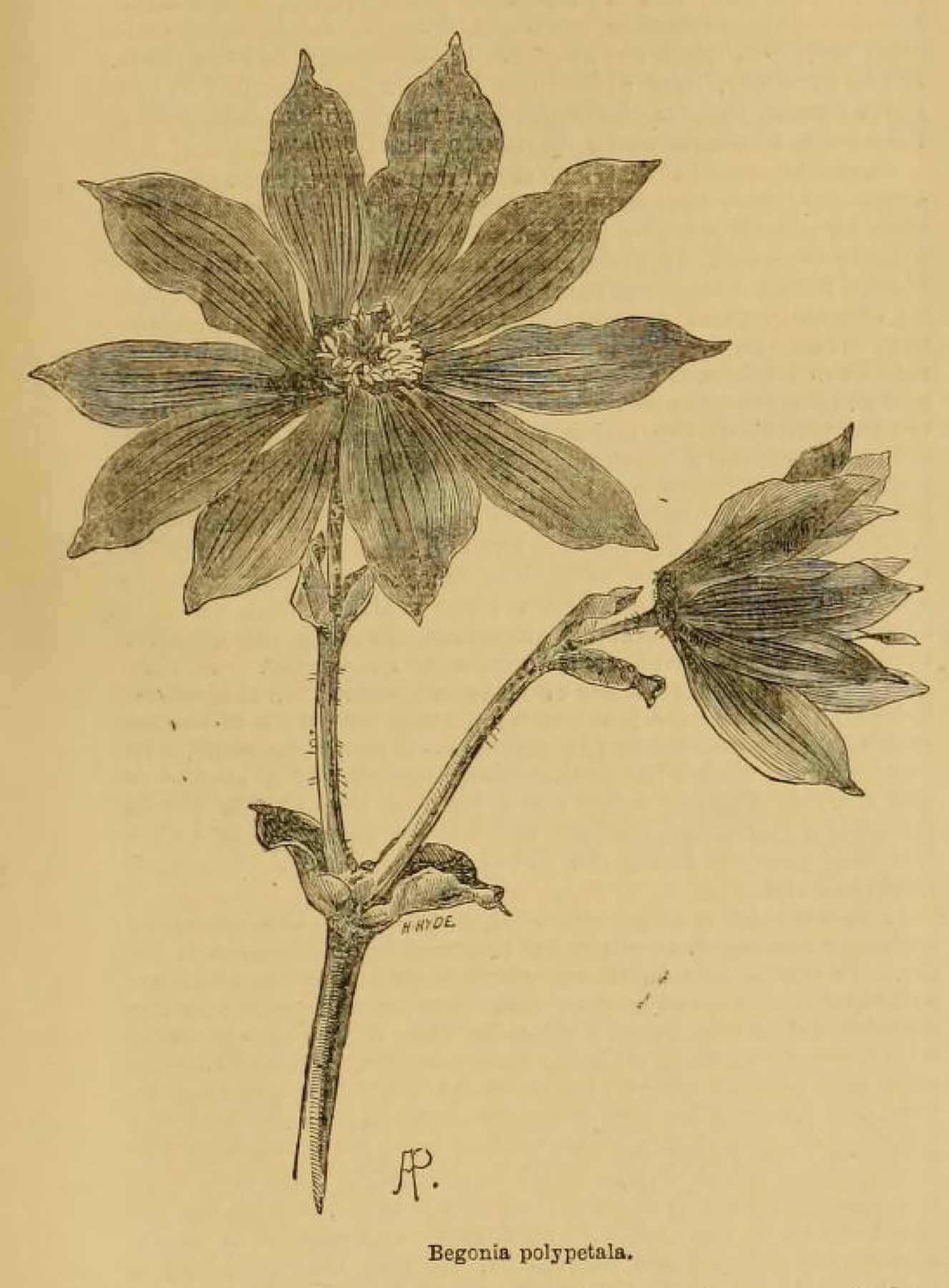 B. polypetala